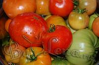 Квашеные(моченые) помидоры - Шаг 1